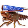 CALOB Lobster Gauge by Offshore Products American Made Non‑Slip Tool-1